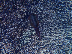 Sepioteuthis lessoniana