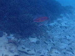 Sepioteuthis lessoniana