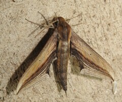 Xylophanes falco