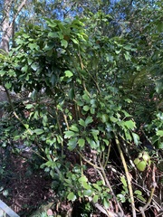 Pseudopanax crassifolius × lessonii