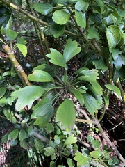 Pseudopanax crassifolius × lessonii