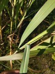 Panicum virgatum