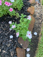 Catharanthus