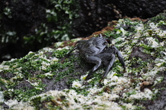 Grapsus adscensionis