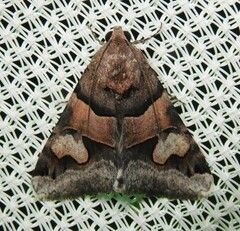 Drasteria pallescens