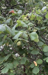 Corylus