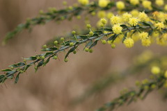 Acacia paradoxa