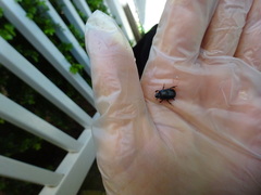 Onthophagus taurus