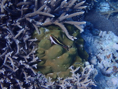 Paracirrhites forsteri