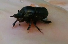 Onthophagus taurus
