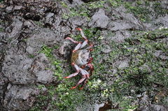 Grapsus adscensionis