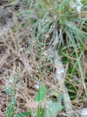 Eragrostis amabilis