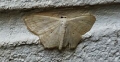 Scopula umbilicata