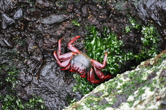 Grapsus adscensionis