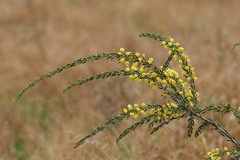 Acacia paradoxa