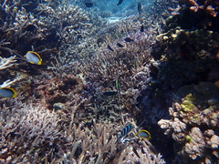 Chaetodon melannotus