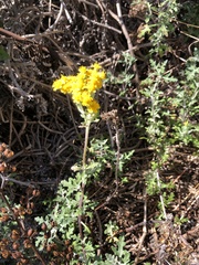 Eriophyllum staechadifolium