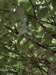 Corylus