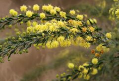 Acacia paradoxa