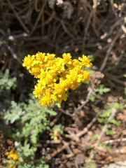 Eriophyllum staechadifolium