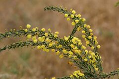 Acacia paradoxa