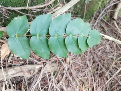 Berberis nervosa