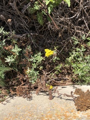Eriophyllum staechadifolium