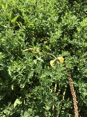 Lotus corniculatus