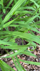 Leersia