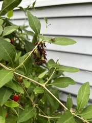 Leptoglossus phyllopus