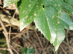 Berberis nervosa