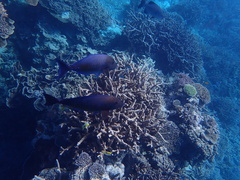 Prionurus maculatus