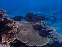 Prionurus maculatus