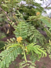 Vachellia farnesiana