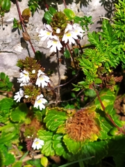 Euphrasia officinalis