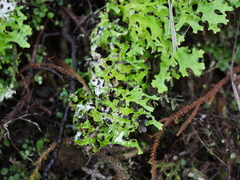 Pseudocyphellaria faveolata image