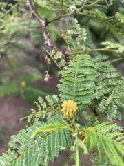 Vachellia farnesiana