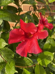 Mandevilla sanderi