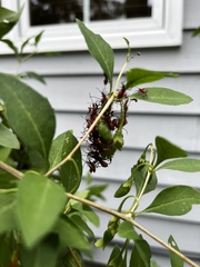 Leptoglossus phyllopus