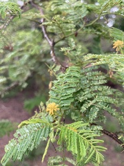 Vachellia farnesiana