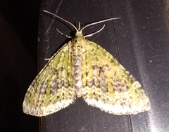 Acasis viretata