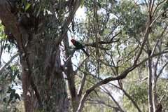 Alisterus scapularis