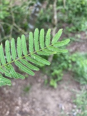 Vachellia farnesiana