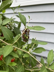 Leptoglossus phyllopus