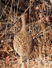 Eupodotis ruficrista