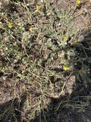 Helminthotheca echioides