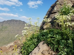 Ligusticum grayi
