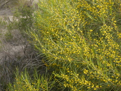 Acacia