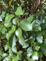 Griselinia littoralis