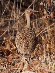 Eupodotis ruficrista